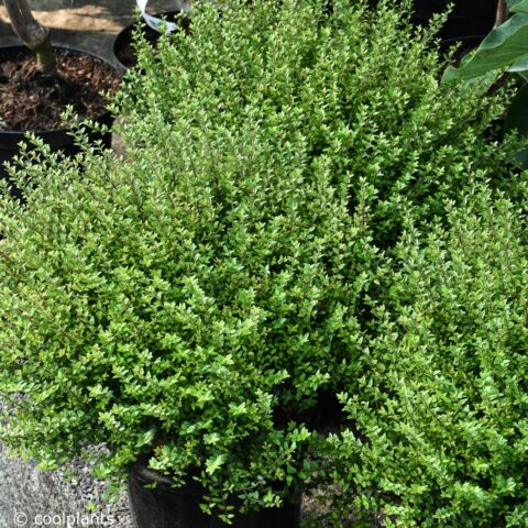 Lonicera nitida "Scoop"