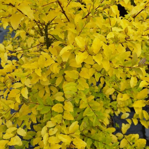 Ligustrum sinense "Lemon & Lime"