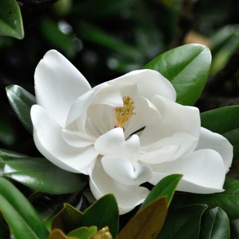 Magnolia grandiflora "Le Nantais"