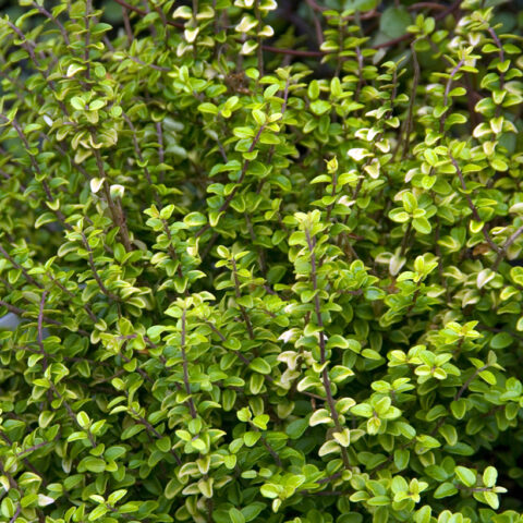 Lonicera nitida "Twiggy"