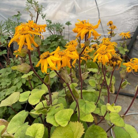 Ligularia dentata "Desdemona"