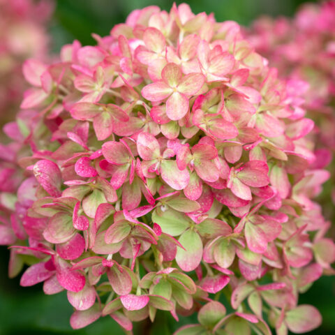 Hydrangea paniculata "Little Fresco"