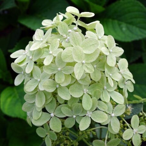 Hydrangea paniculata "Pastelgreen"