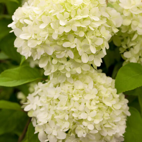 Hydrangea paniculata "Bee Happy"