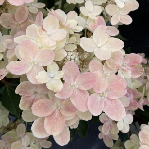 Hydrangea paniculata "Polestar"