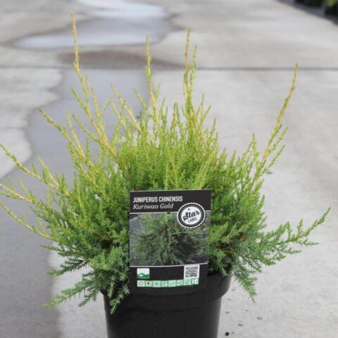 Juniperus x pfitzeriana "Kuriwao Gold"
