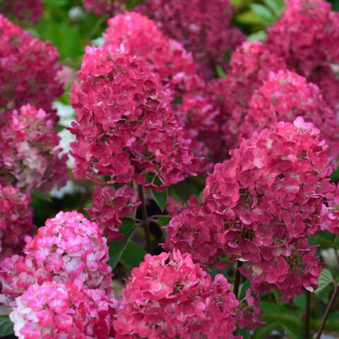 Hydrangea paniculata "Framboisine"