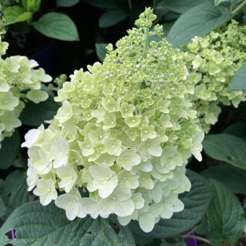 Hydrangea paniculata "Little Hottie"