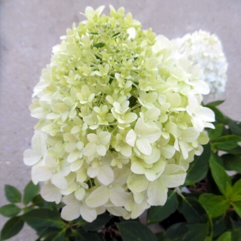 Hydrangea paniculata "Little Spooky"