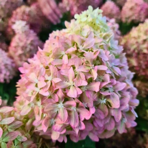 Hydrangea paniculata "Pixio"
