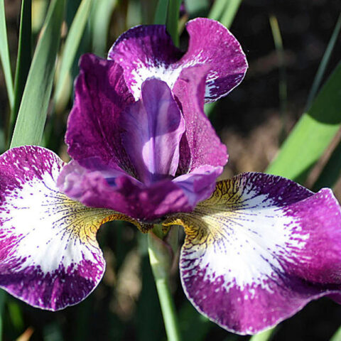 Iris sibirica "Currier"