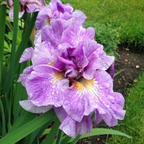 Iris sibirica "Pink Parfait"