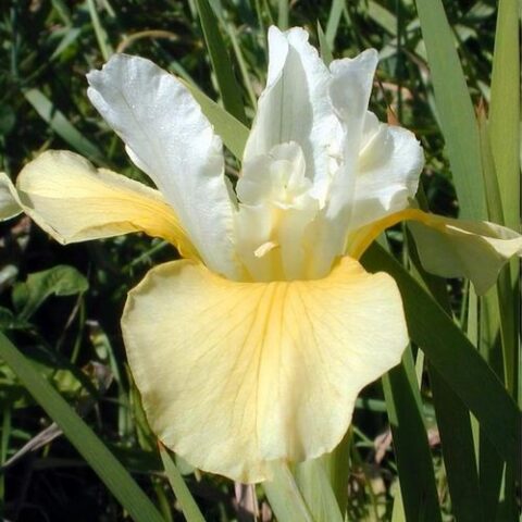 Iris sibirica "Summer Revels"