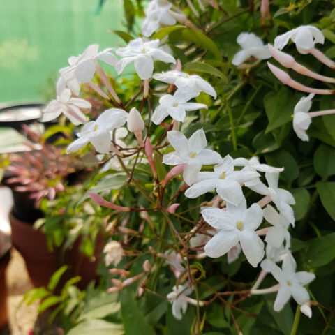 Jasminum "Starry Summer Night"