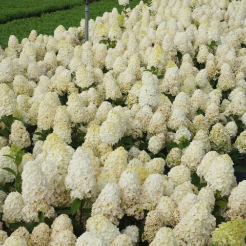 Hydrangea paniculata "Baby Lace"