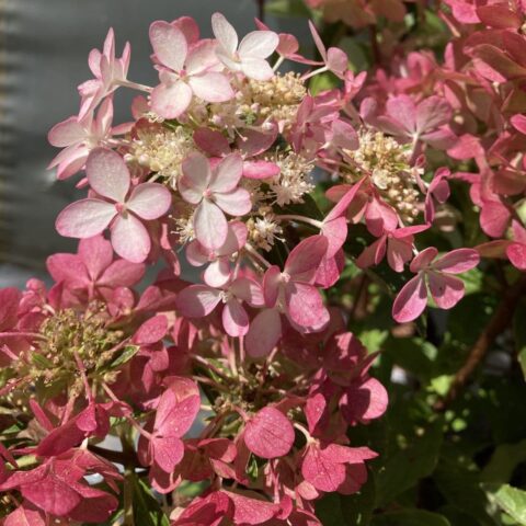 Hydrangea paniculata "Petite Star"