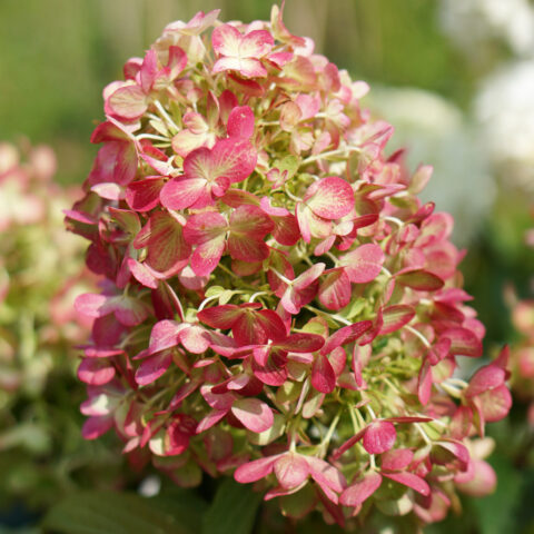 Hydrangea paniculata "Graffiti"