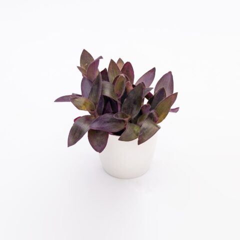 Tradescantia pallida "Purple Heart"