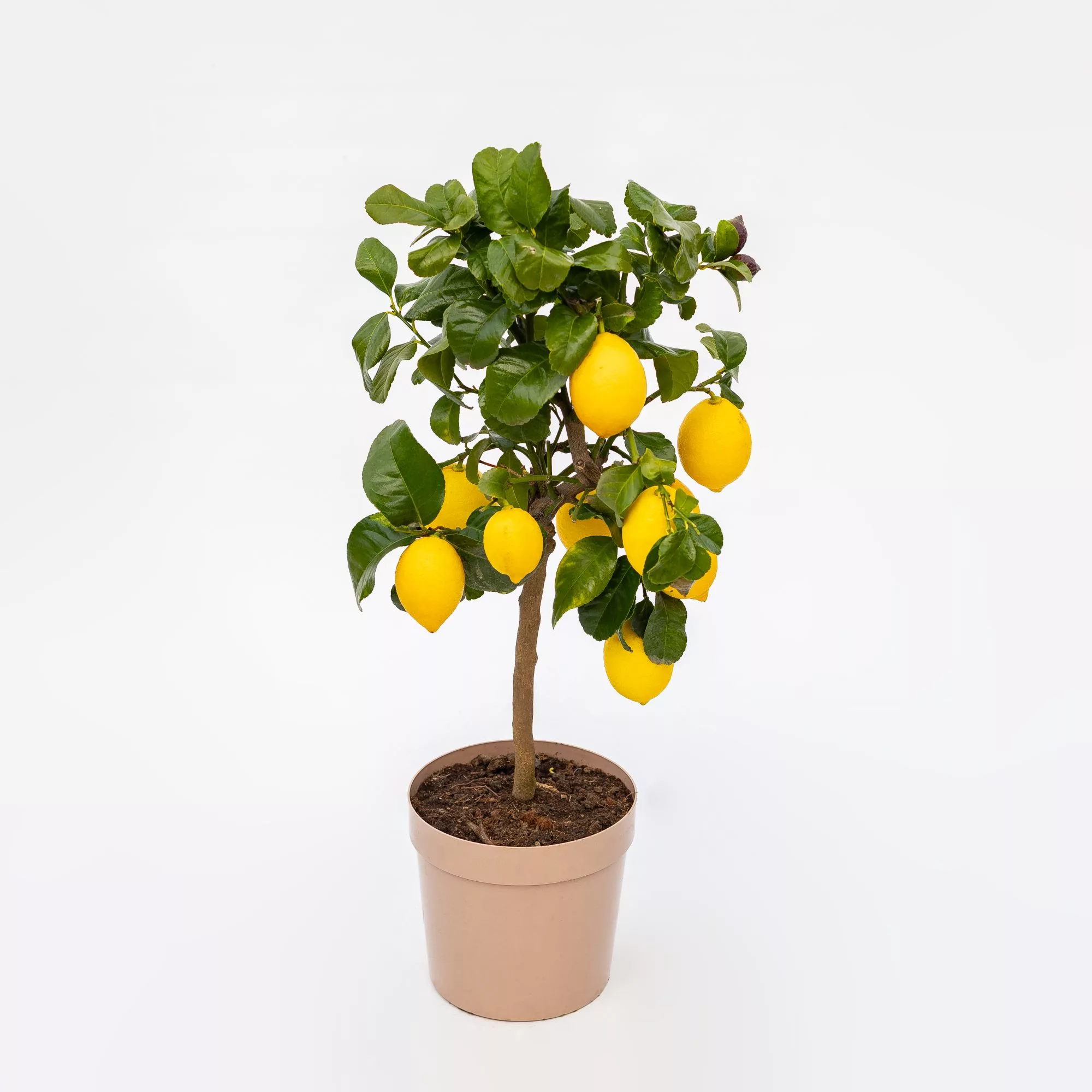Limone "Femminello Carrubaro"