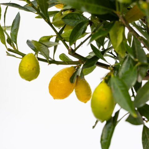 Limequat