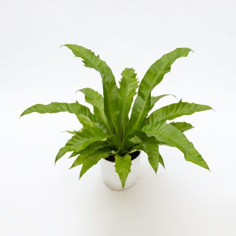 Asplenium antiquum "Gioia"