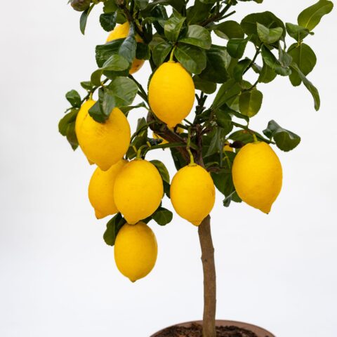 Limone "Femminello Carrubaro"
