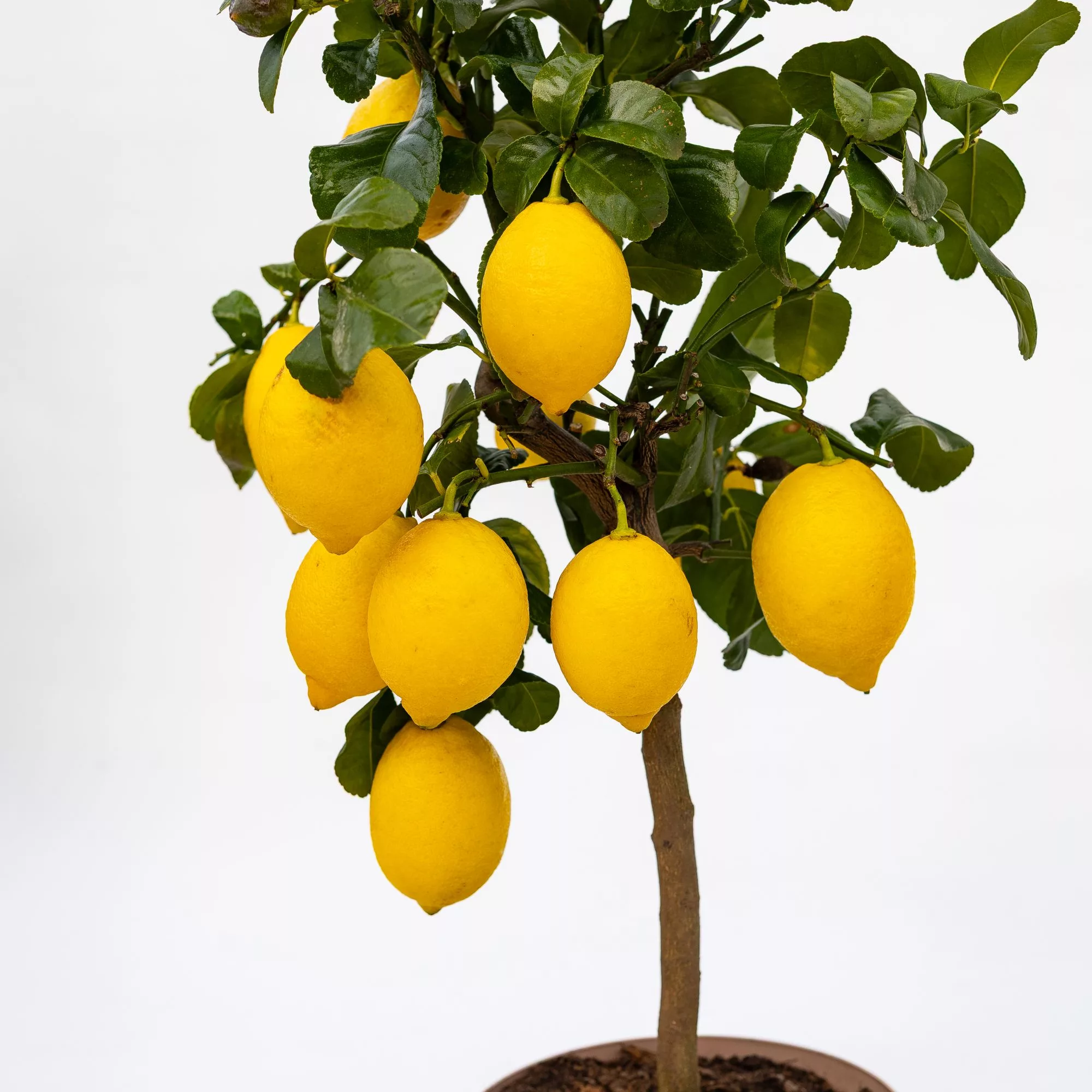 Limone "Femminello Carrubaro"