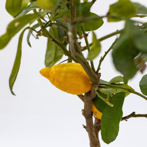 Arancio "Bizzarria"