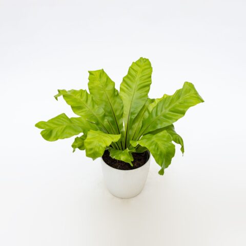 Asplenium nidus