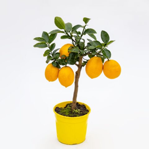 Limone "Meyer"