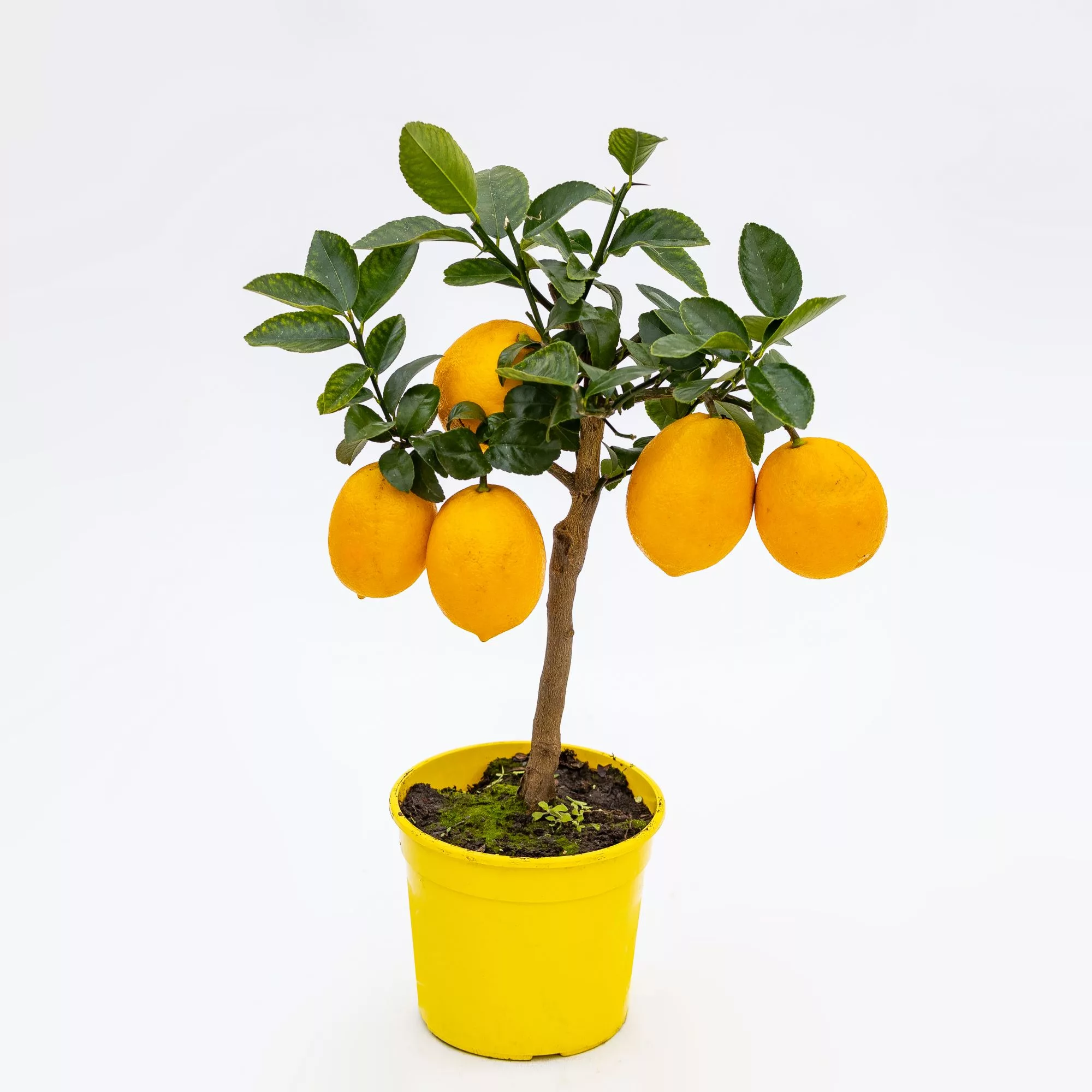 Limone "Meyer"