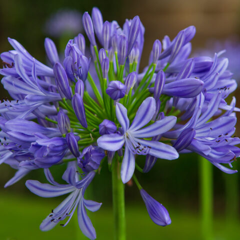 Agapanthus "Monique"