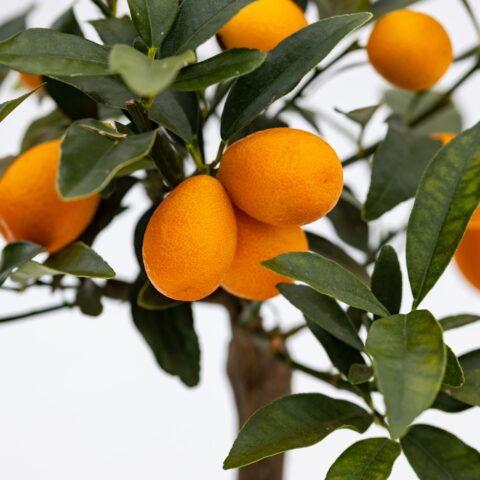 Kumquat