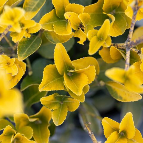 Euonymus japonicus "Eldorado"