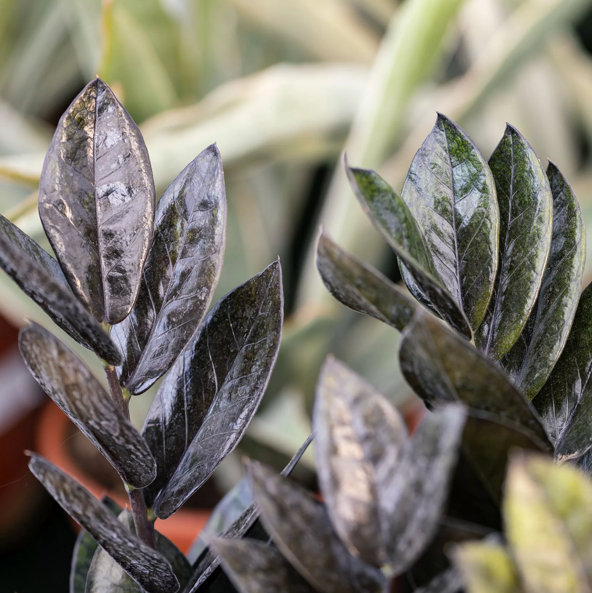 Zamioculcas zamiifolia "Raven"