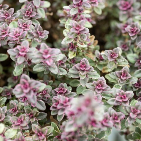 Thymus citriodorus "Silver Queen"