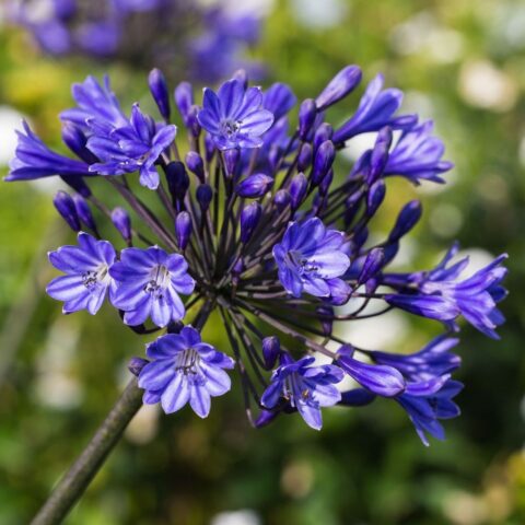 Agapanthus "Intermedia"