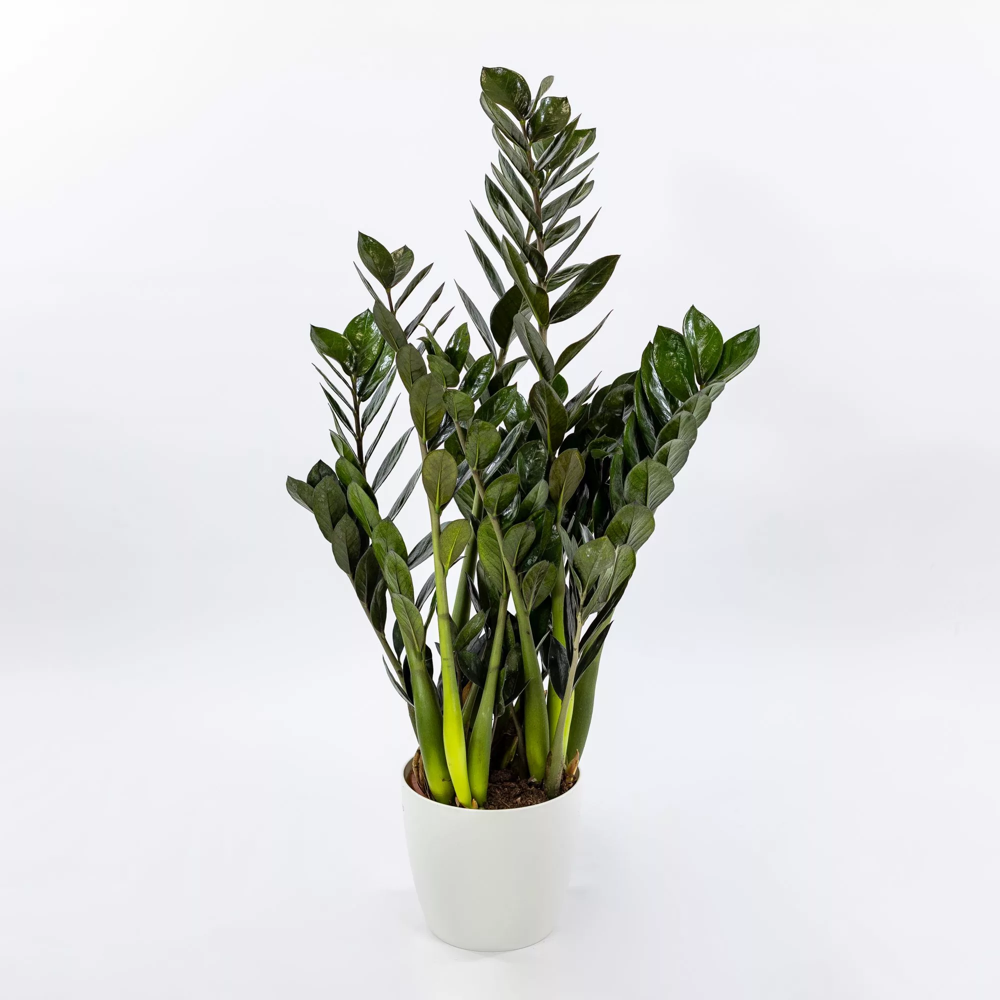 Zamioculcas zamiifolia "Raven"