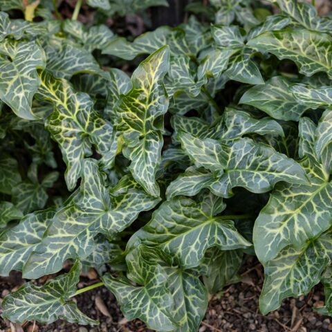 Arum italicum