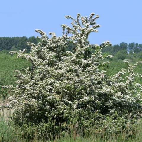 Crataegus monogyna