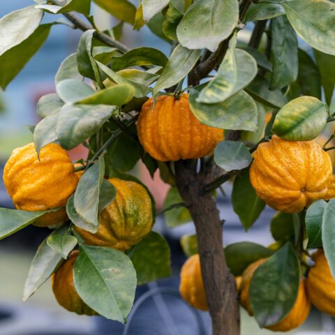 Arancio amaro