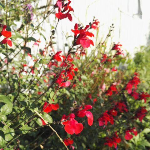 Salvia x jamensis "Magical Zambesi"