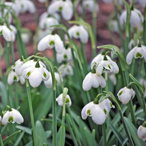 Galanthus "Hippolyta"