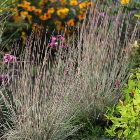 Schizachyrium scoparium "Chameleon"