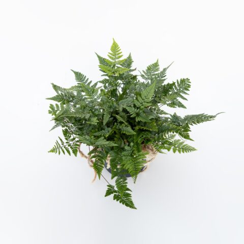 Davallia tyermanii