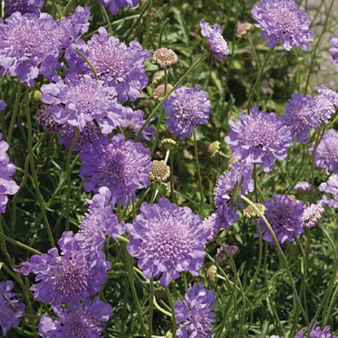 Scabiosa columbaria "Mariposa Blue"