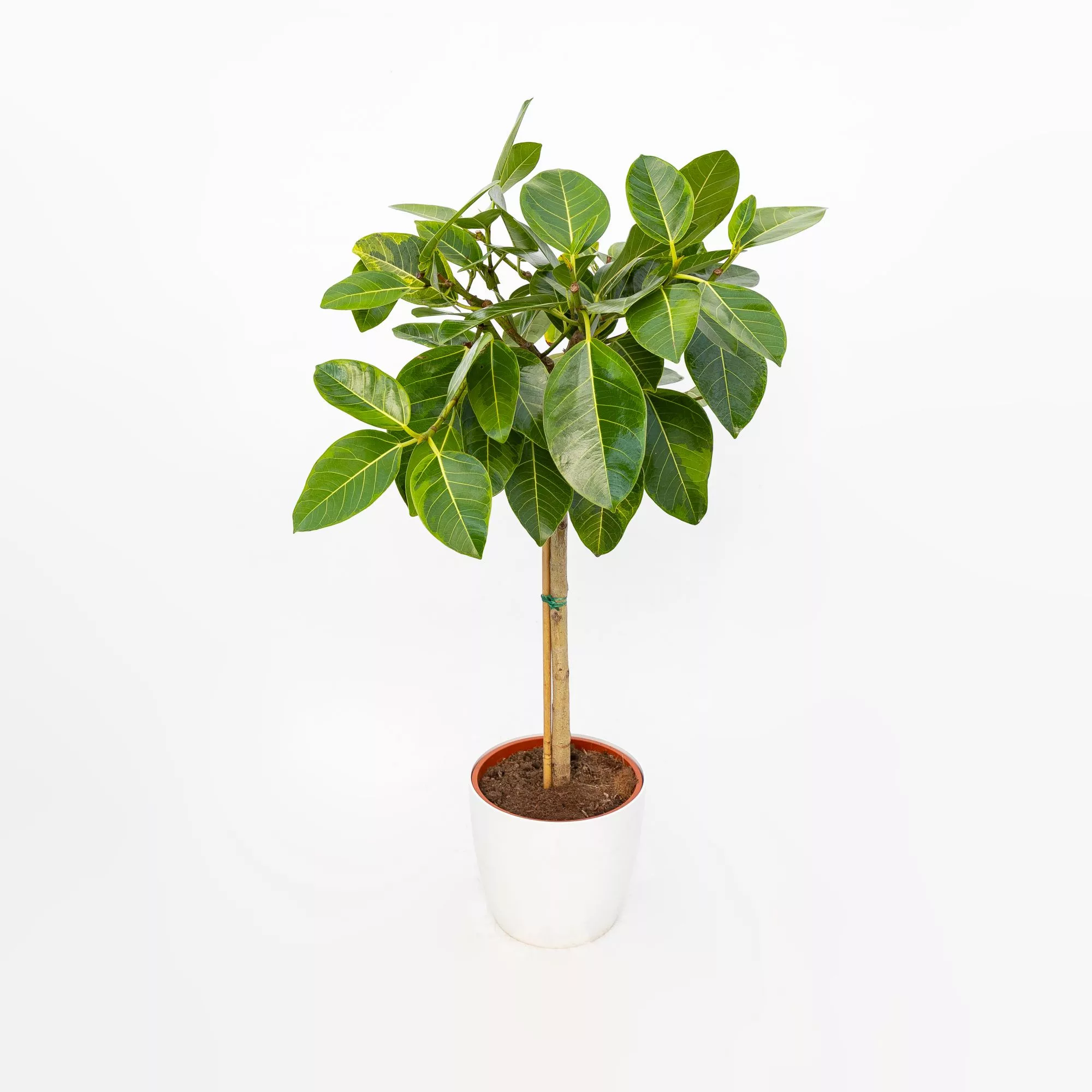 Ficus altissima