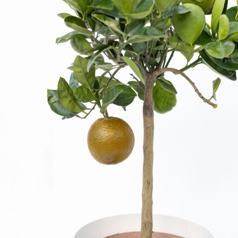 Arancio dolce "Navel Chocolate"