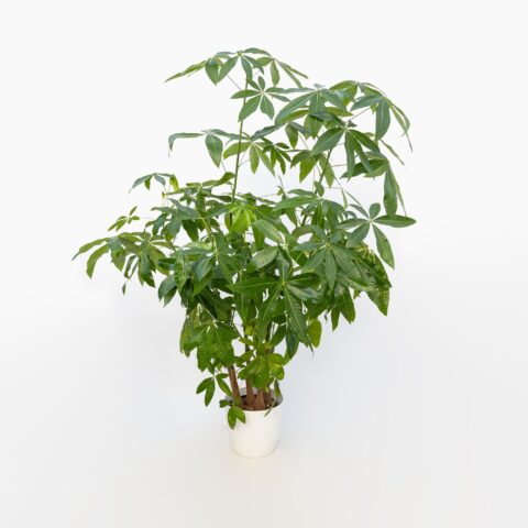 Pachira aquatica "Multi Stem"