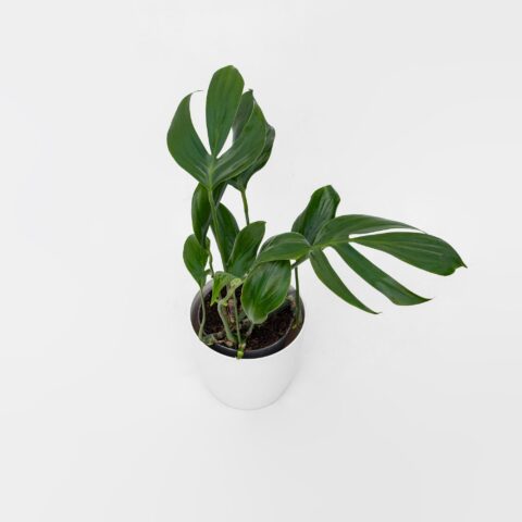 Philodendron "Dragon Tail"
